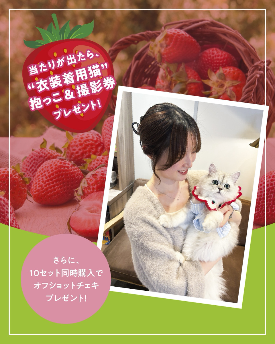 ニュース｜ショップニュース｜大人気！にゃんずトレカ春バージョン発売