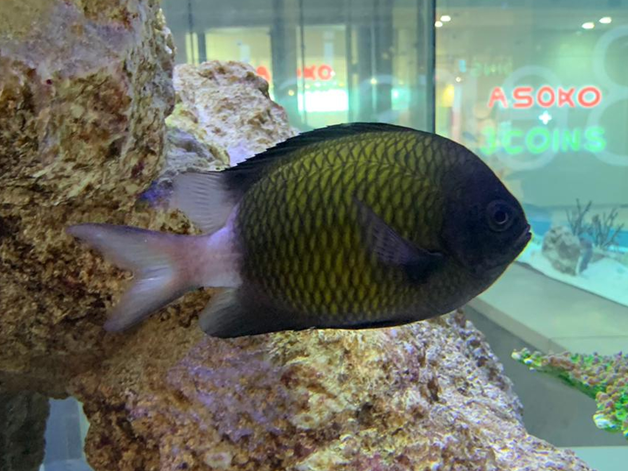 アマミスズメダイ