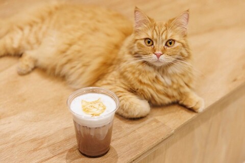 Cat Café MOFF