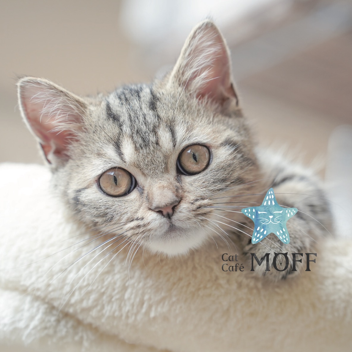 Cat Café MOFF