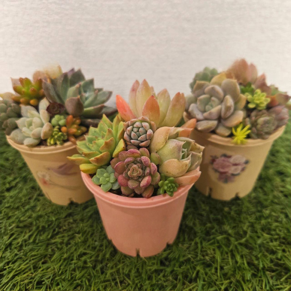 多肉植物寄せ植え体験会