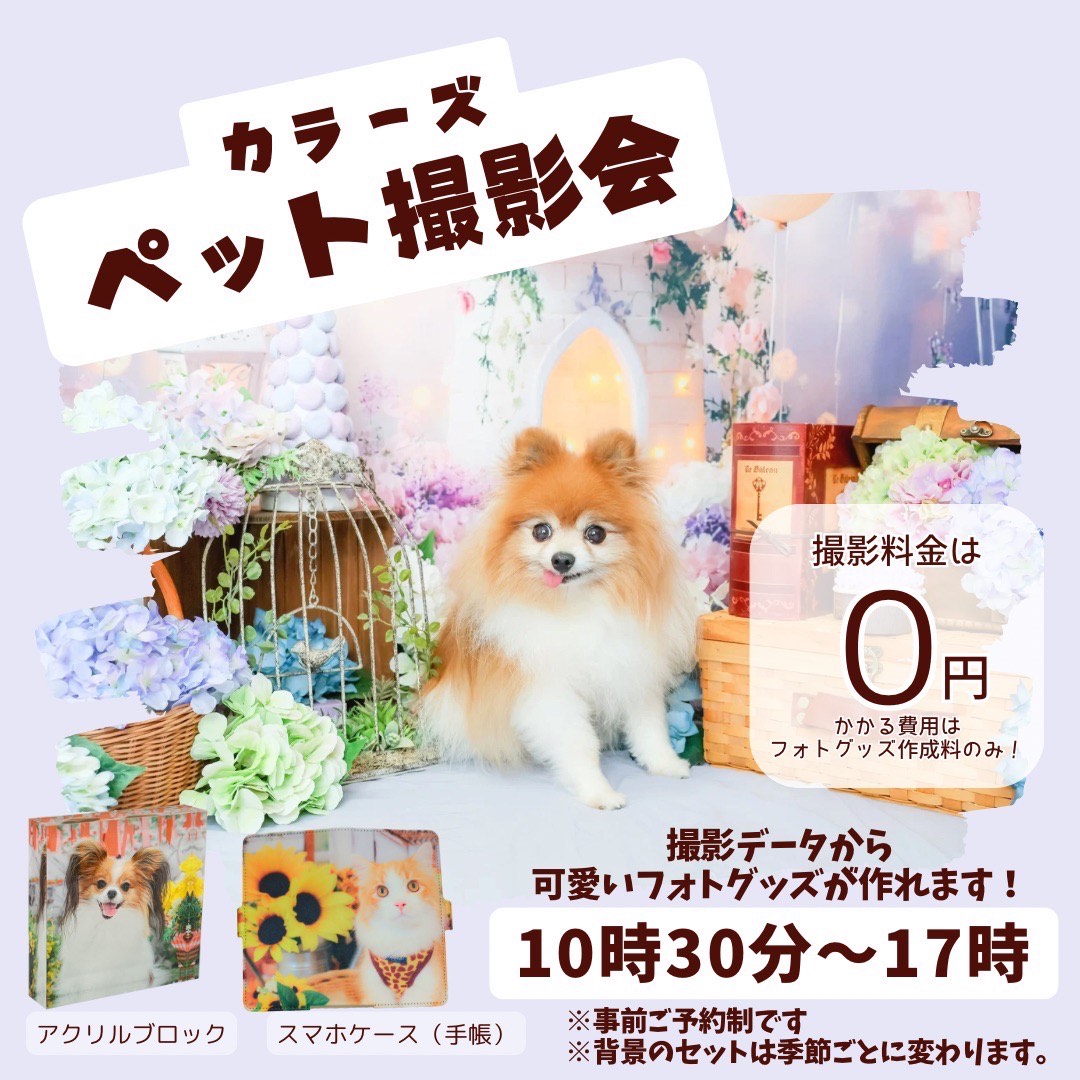 カラーズによるペットの撮影会