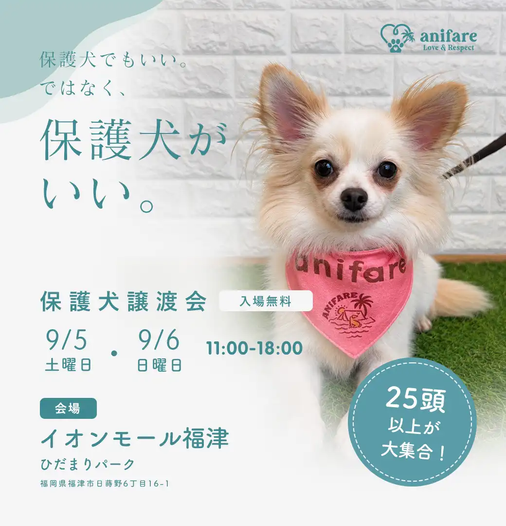 保護犬譲渡会
