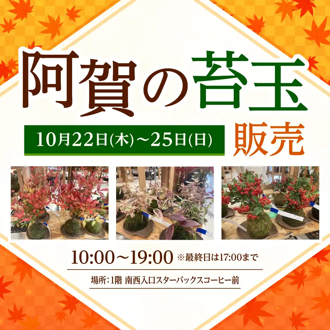 阿賀の苔玉販売