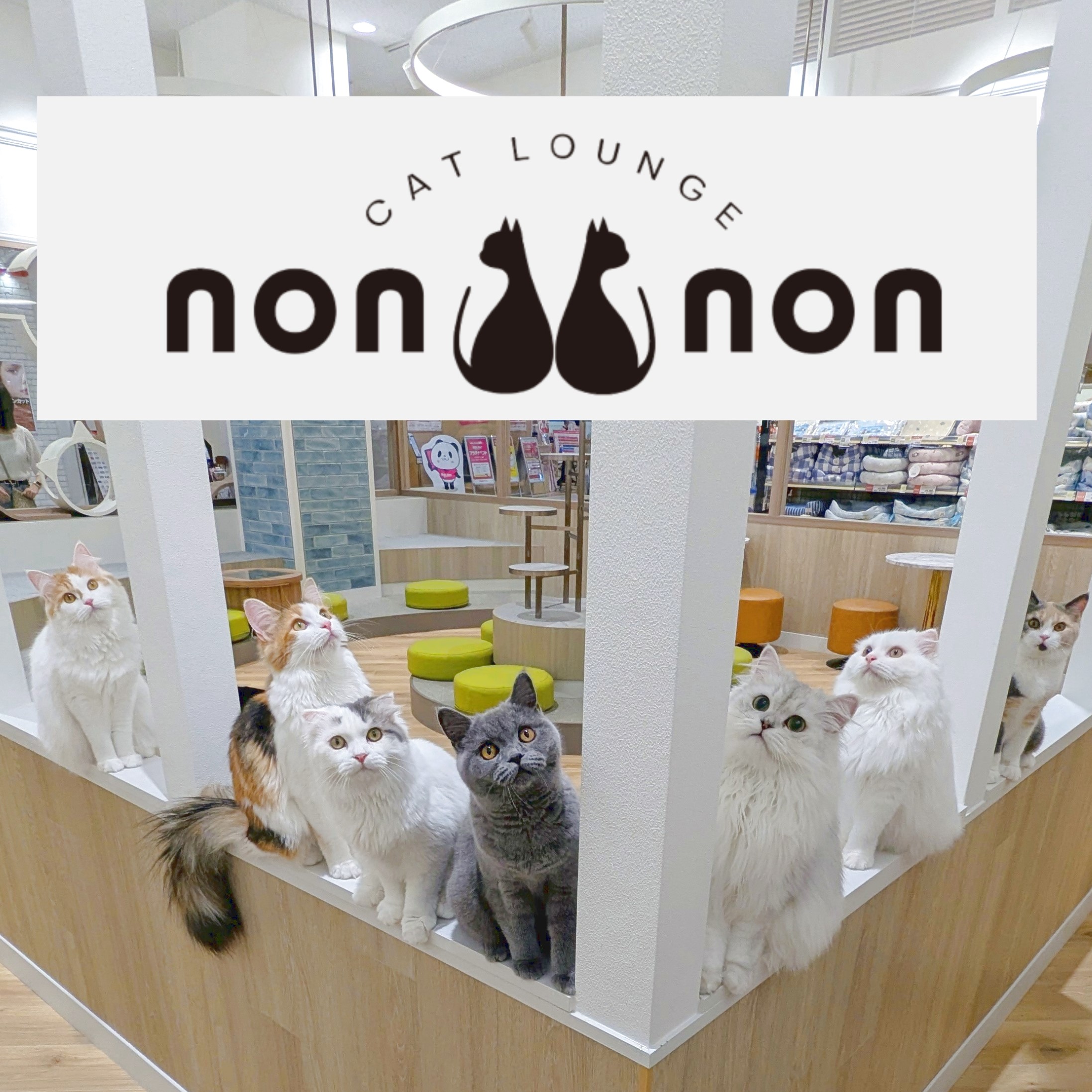 キャットラウンジnonnon
