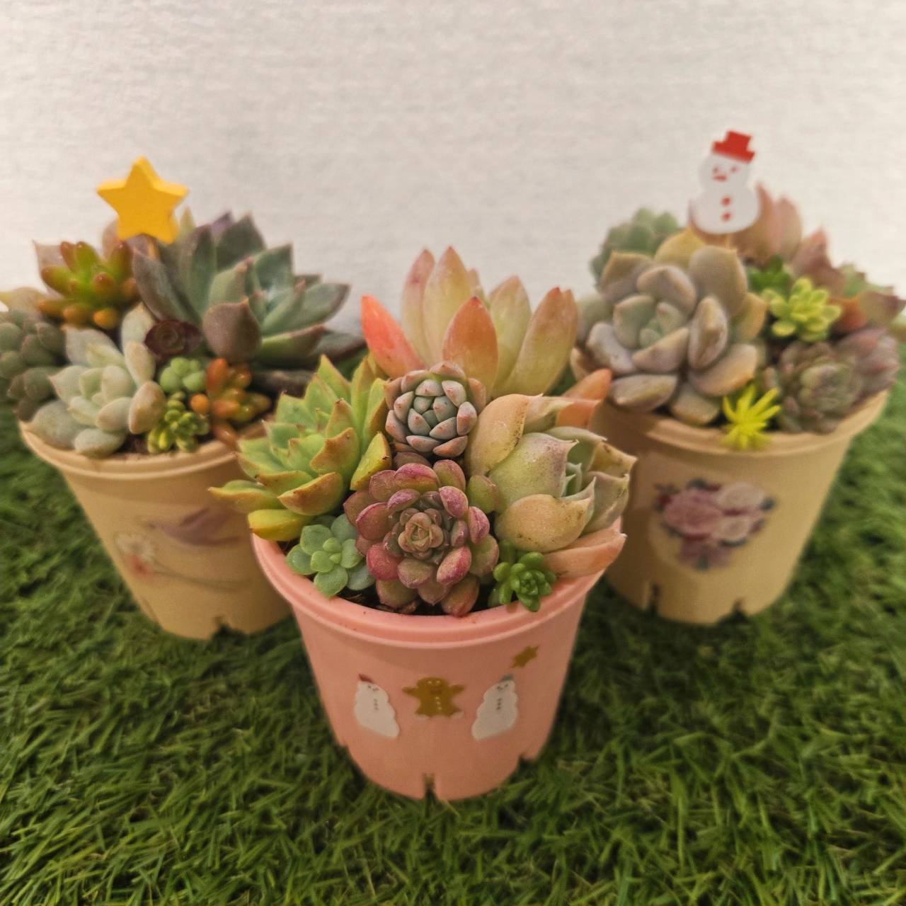 多肉植物寄せ植え体験会