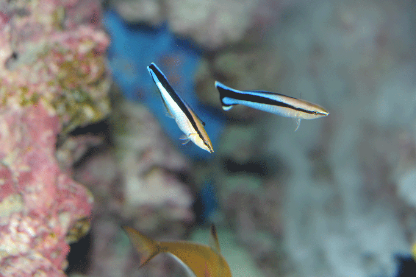 ホンソメワケベラ