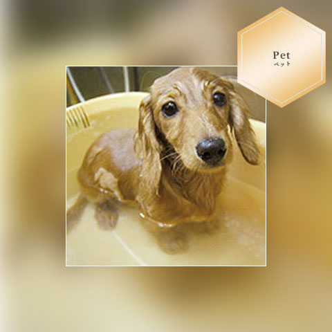 八幡東_サービスショップガイド_PETEMO  グルーミングサロン  八幡東店