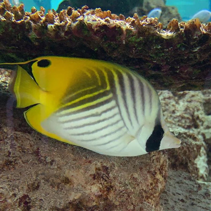 トゲチョウチョウウオ