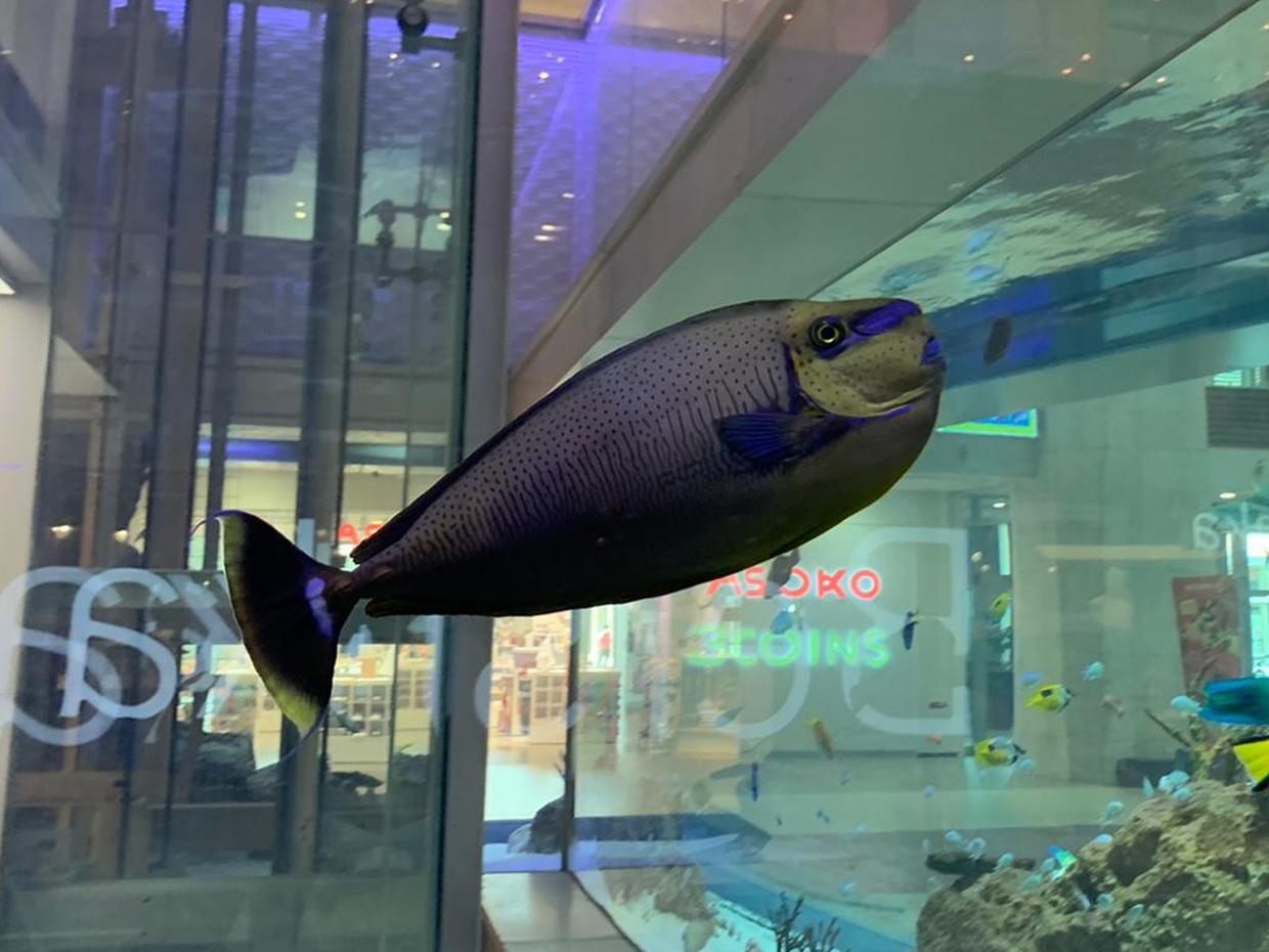 サザナミトサカハギ