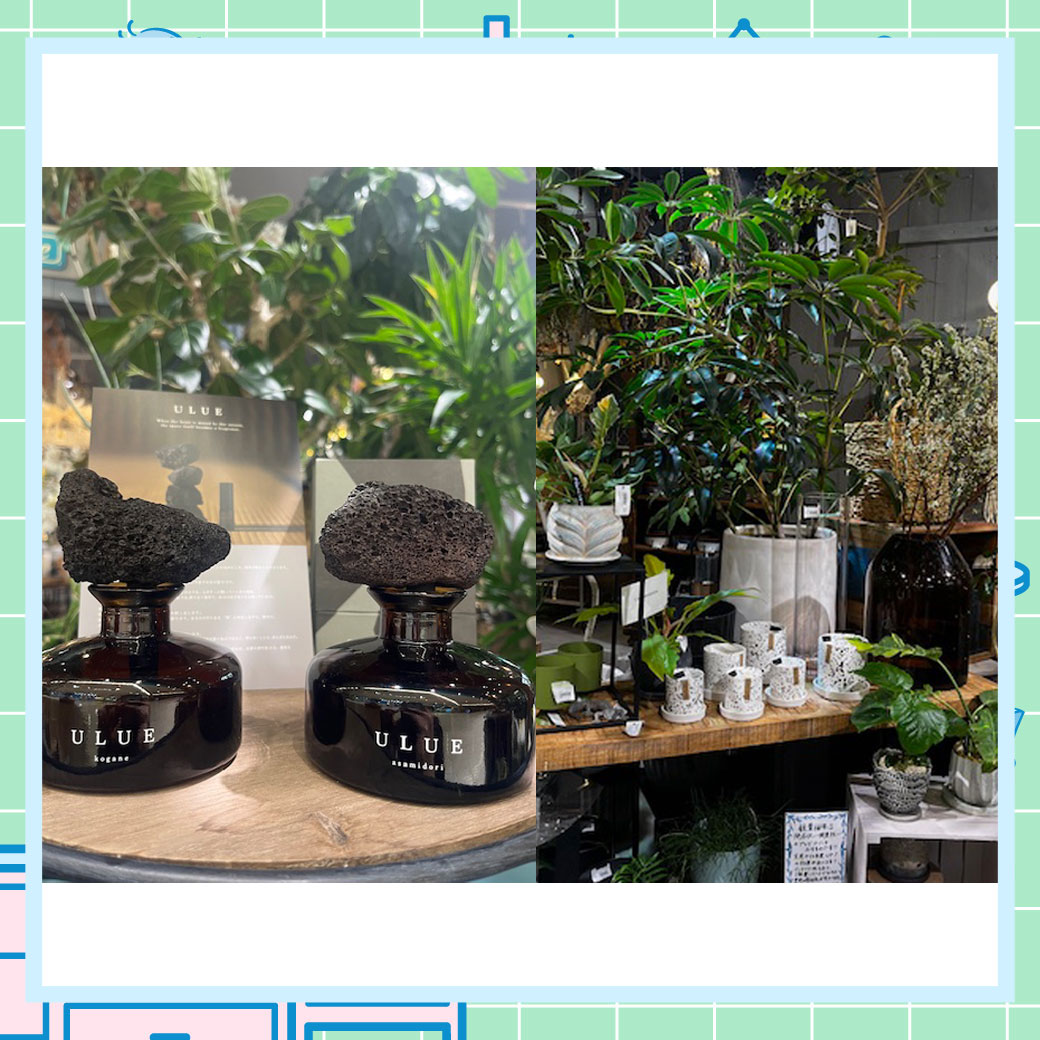 観葉植物/ディフューザー