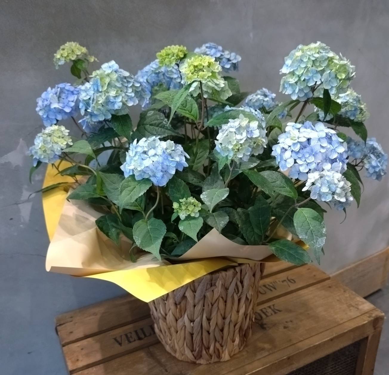 【Ricochet】母の日フラワーギフトフェア