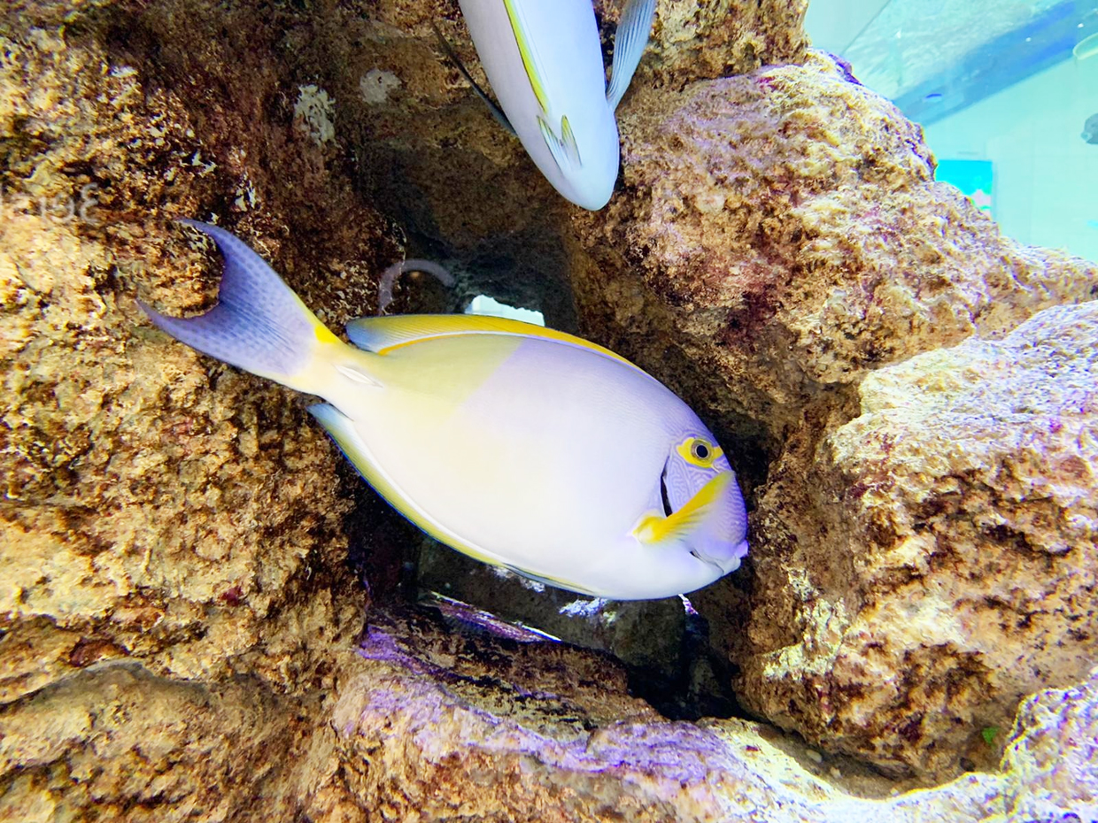 ニセカンランハギ