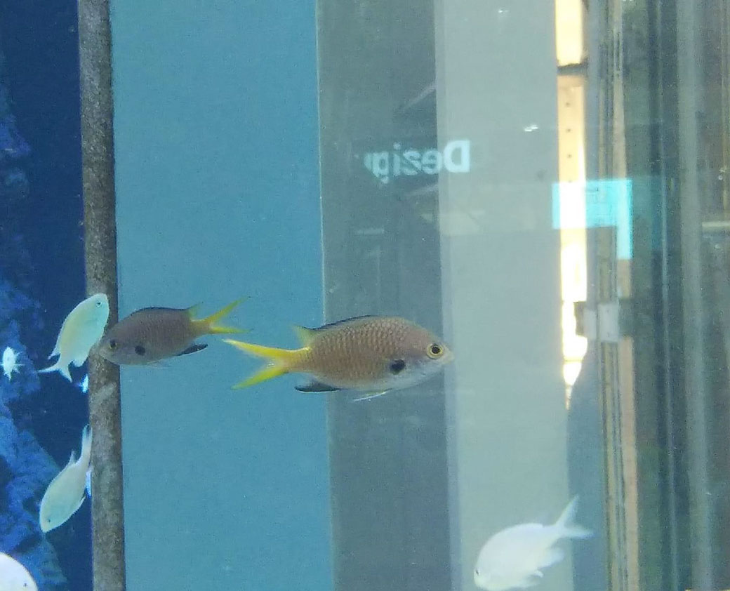 キホシスズメダイ