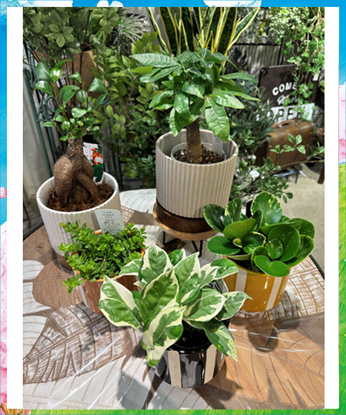 パキラ、ガジュマル、植木鉢