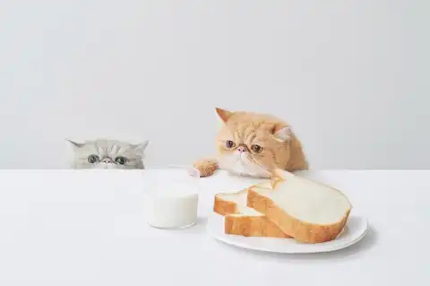 ねこねこ食パン