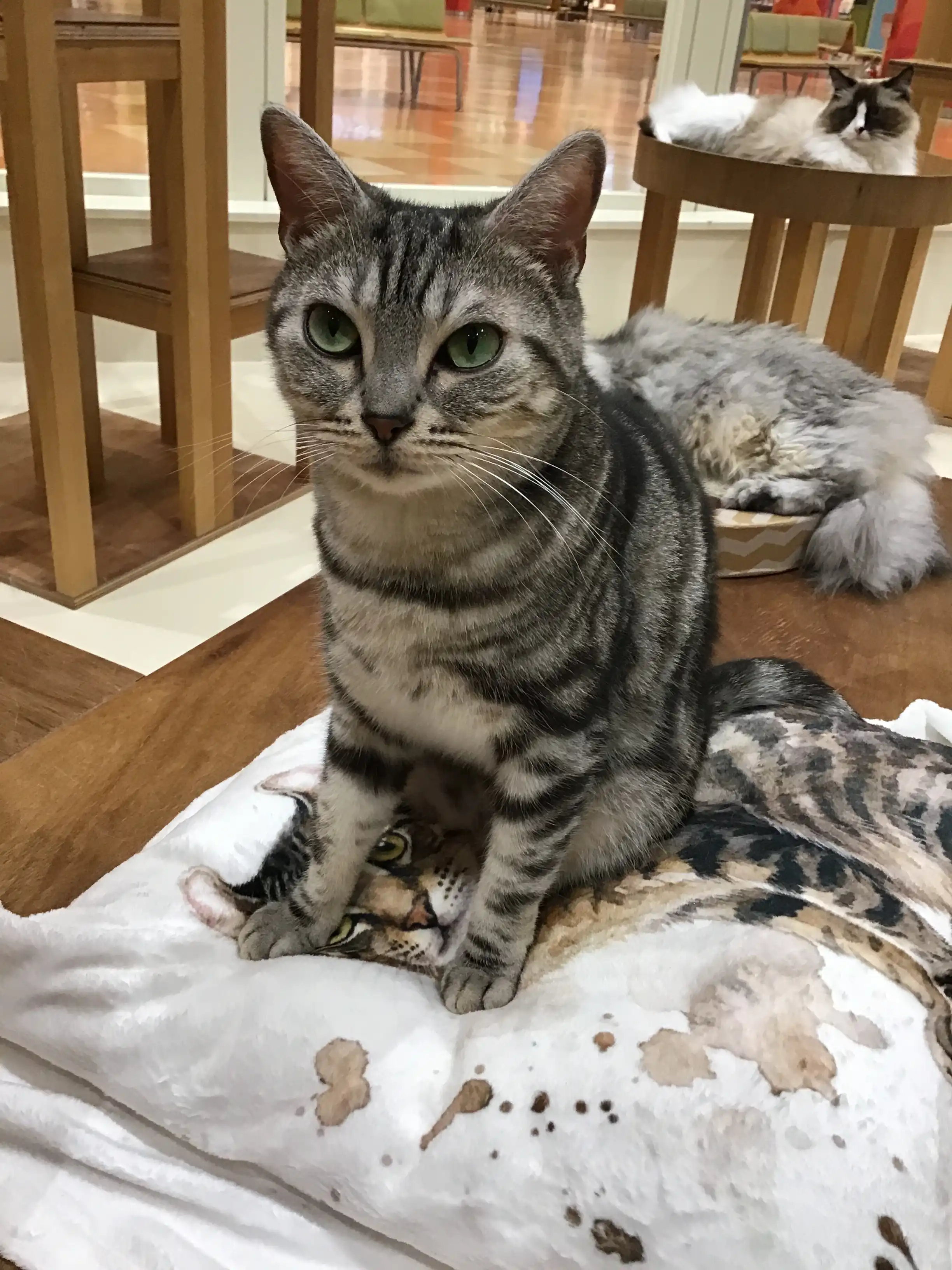 いろんなネコちゃんが撮れました！！