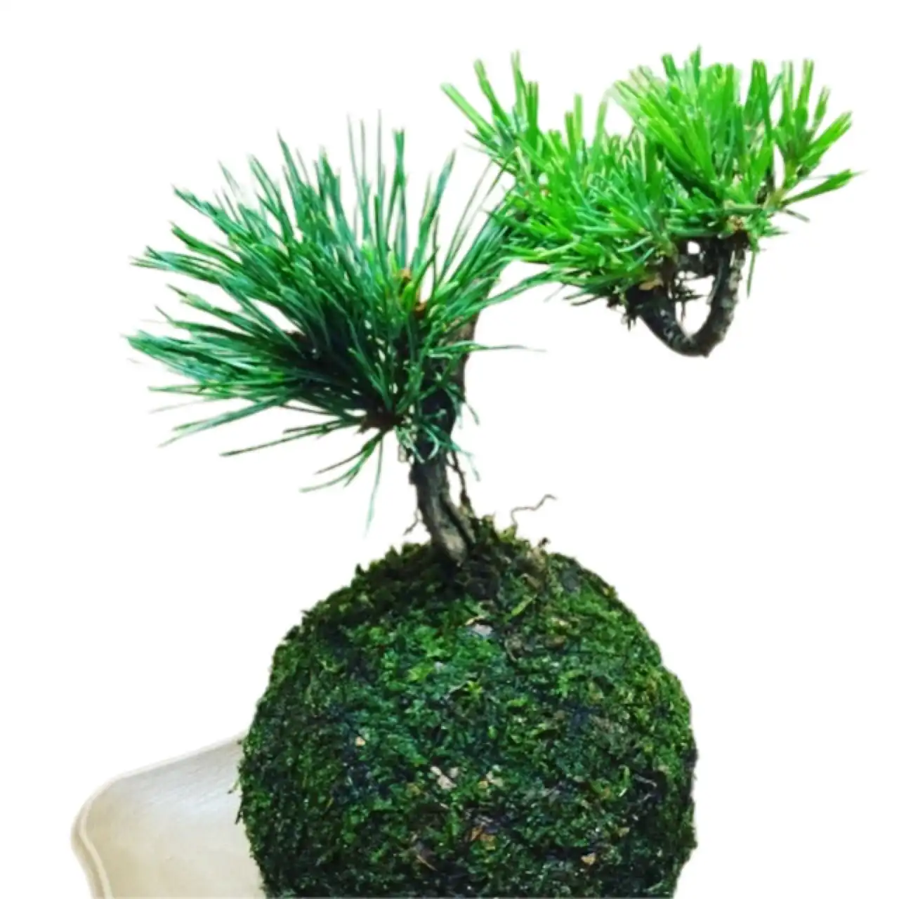 阿賀の苔玉販売会