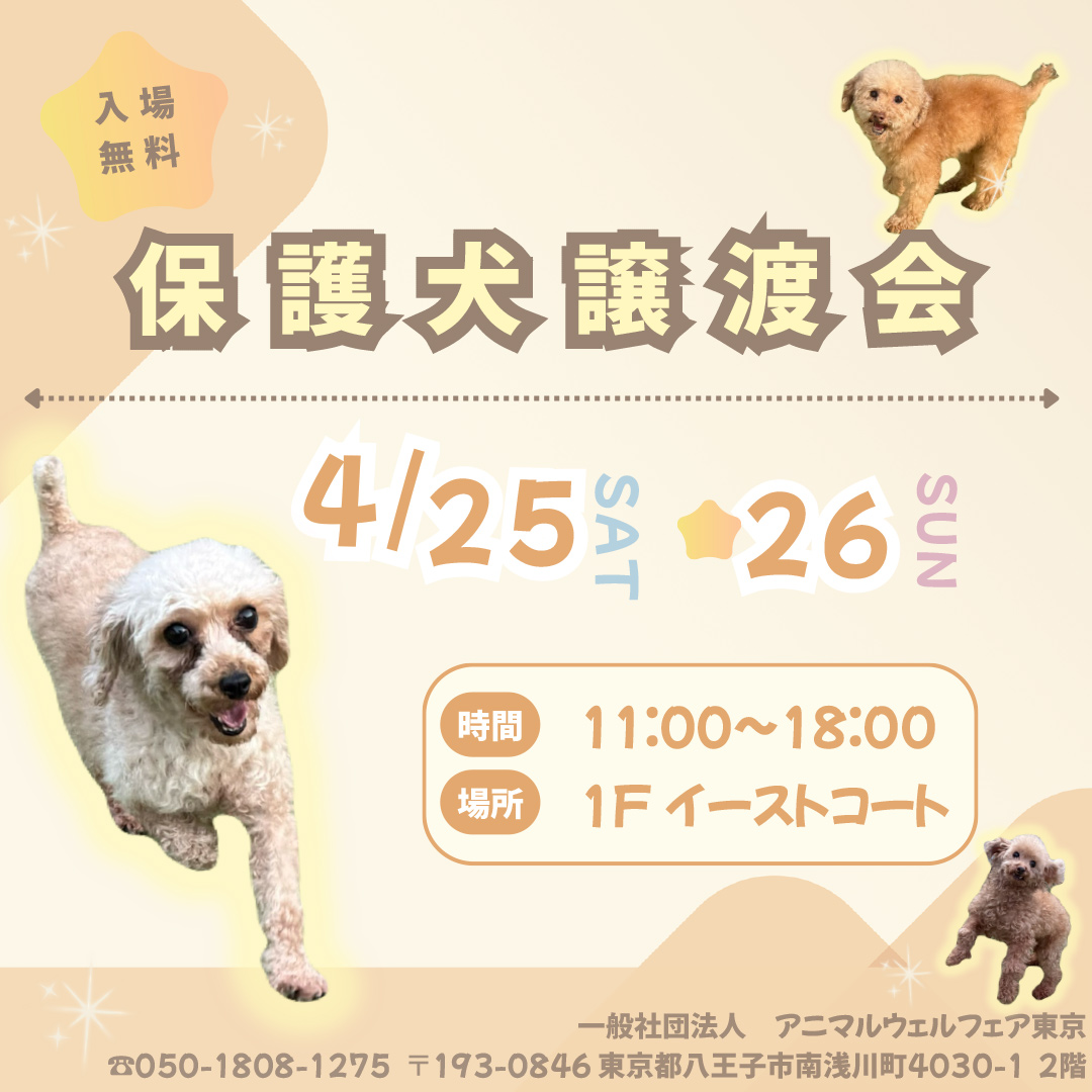 保護犬譲渡会　開催！