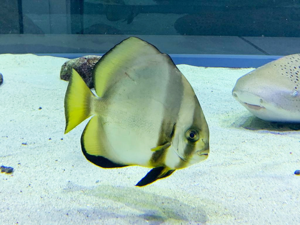 ナンヨウツバメウオ