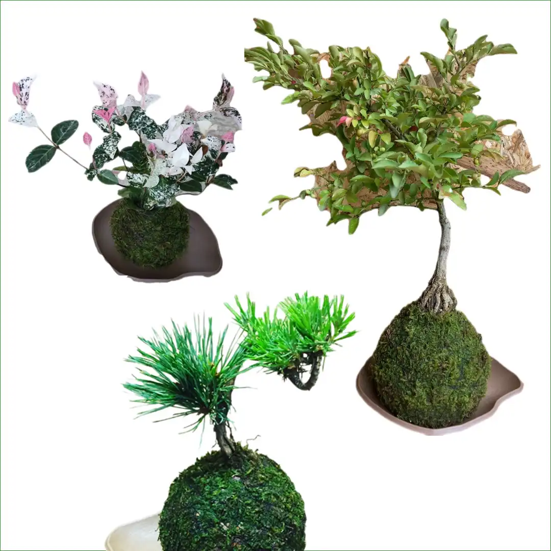 阿賀の苔玉販売会