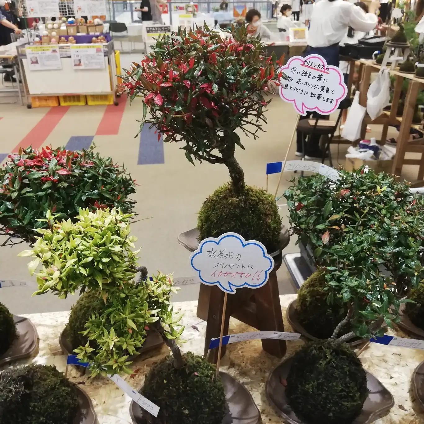 阿賀の苔玉販売会