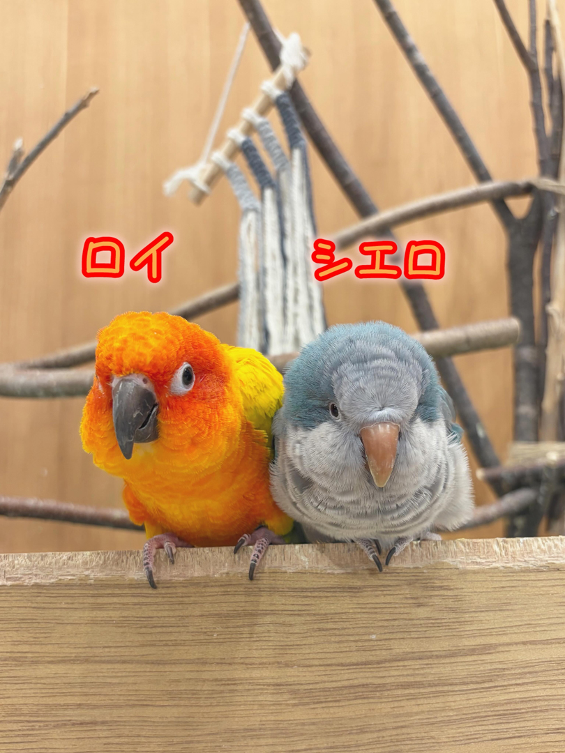 MOFF animal cafe アニマルスタッフご紹介𓅫⸒⸒
