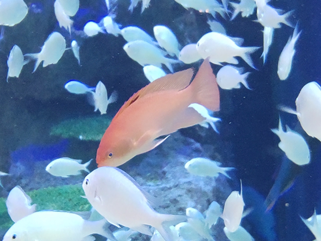 ケラマハナダイ