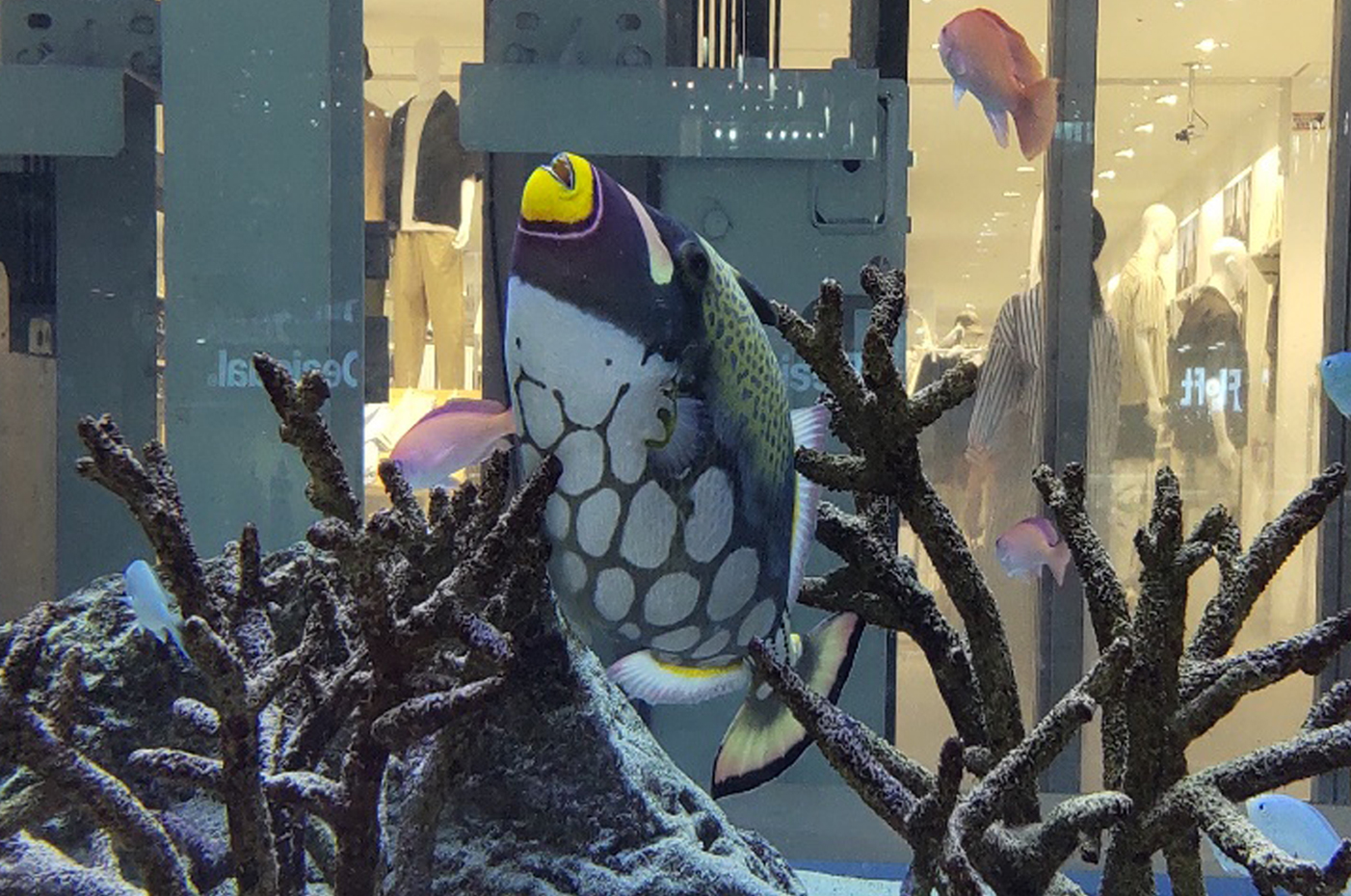 モンガラカワハギ