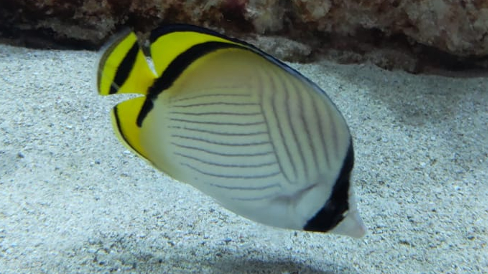 フウライチョウチョウウオ