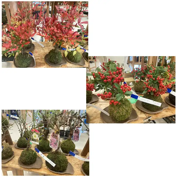 阿賀の苔玉販売会
