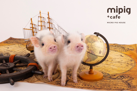 ショップ｜mipig cafe(マイピッグ カフェ)｜イオンモール幕張新都心