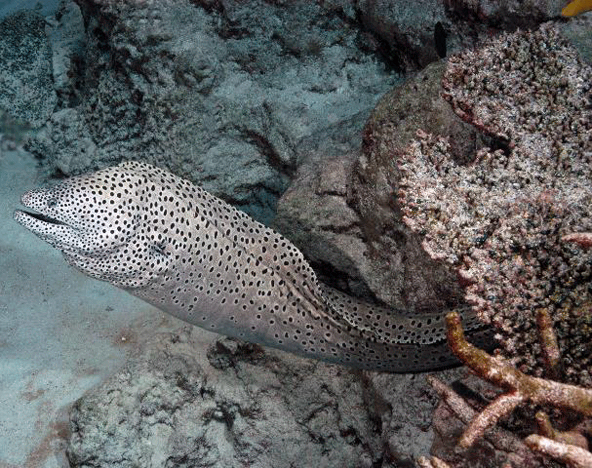 ニセゴイシウツボ