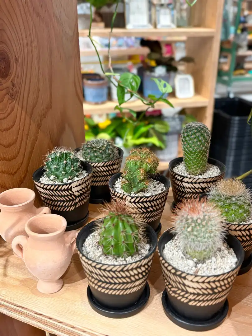 夏のエネルギーを感じるような植物たくさんあります♪