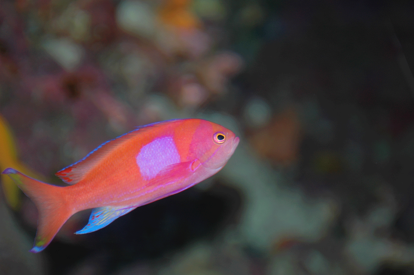 スミレナガハナダイ　♂