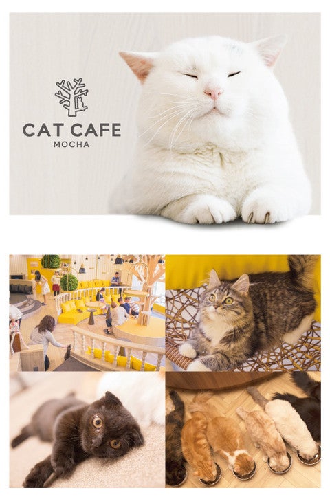 猫カフェ モカ