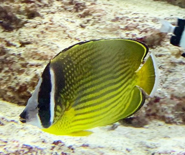 チョウチョウウオ