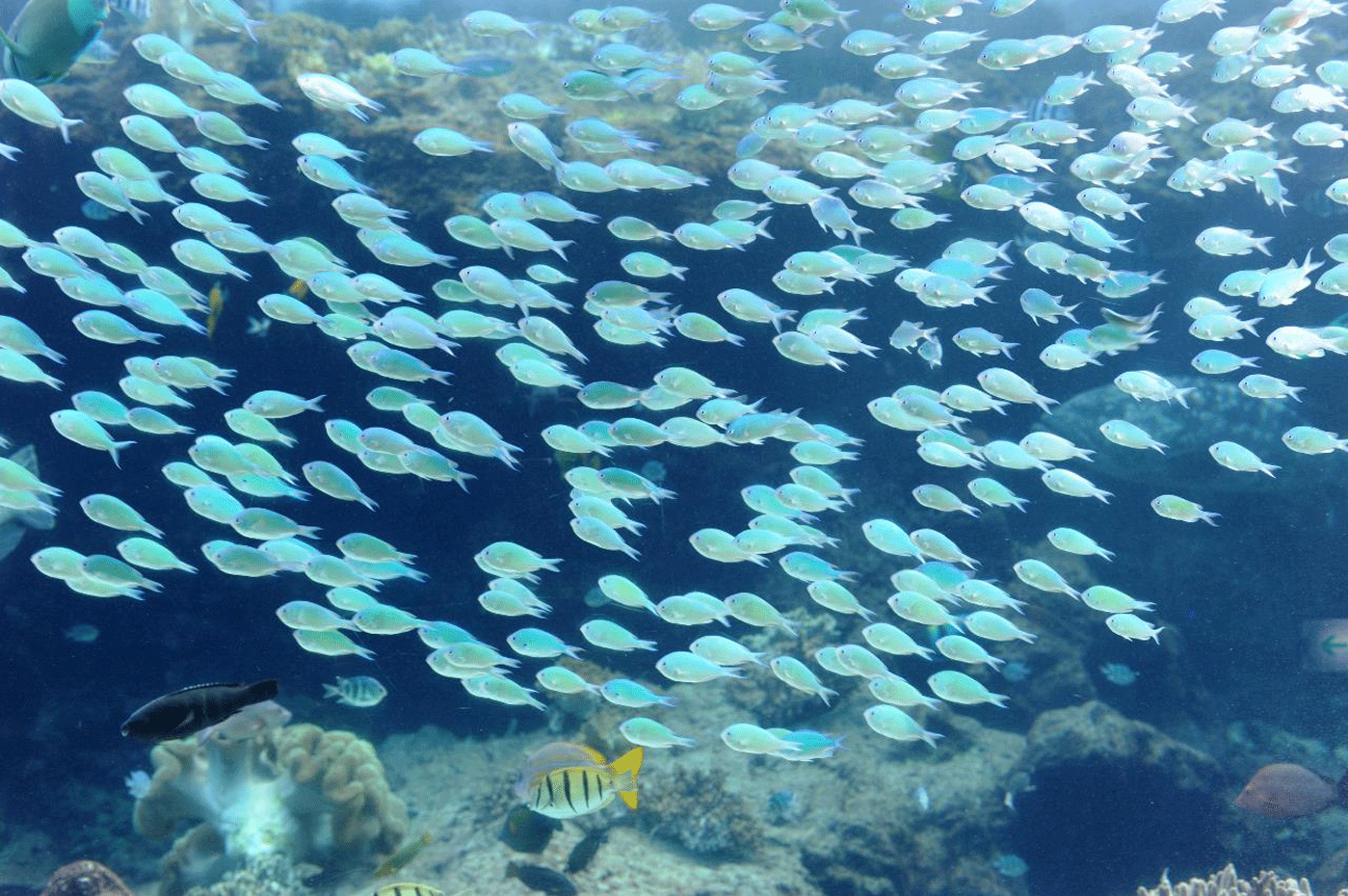 デバスズメダイ