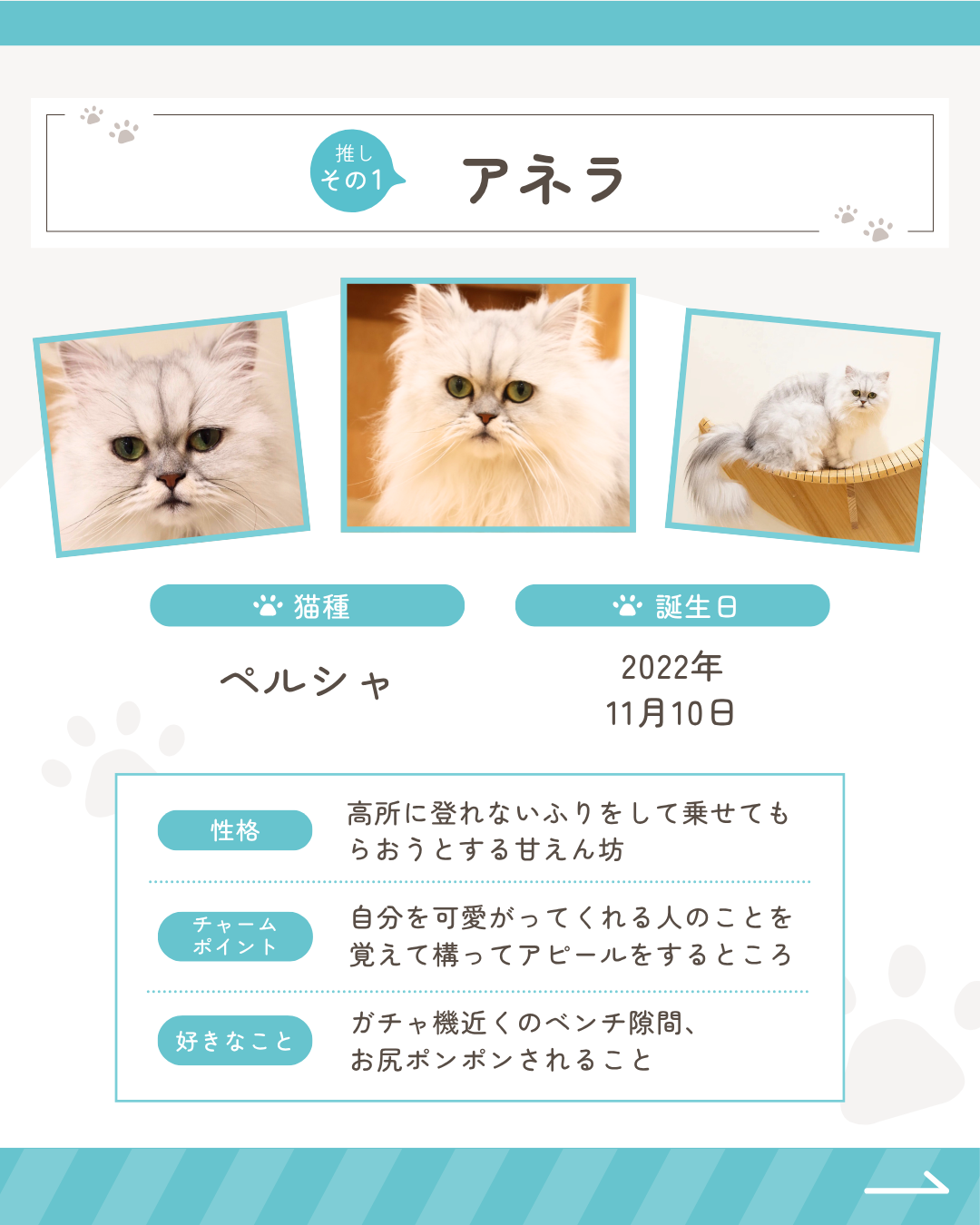 ニュース｜ショップニュース｜ネコ総選挙2026開催！ 当店のネコちゃん