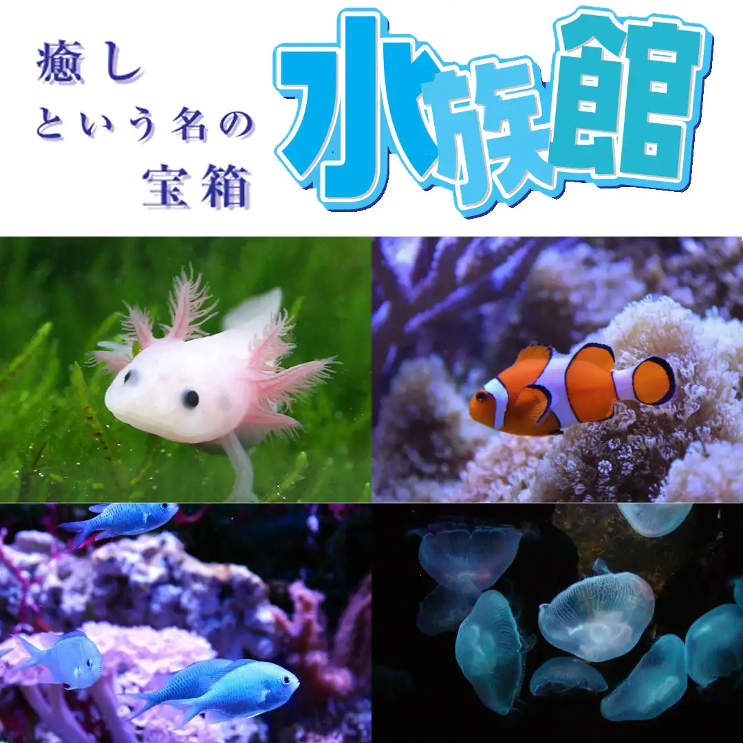 癒しという名の宝箱水族館