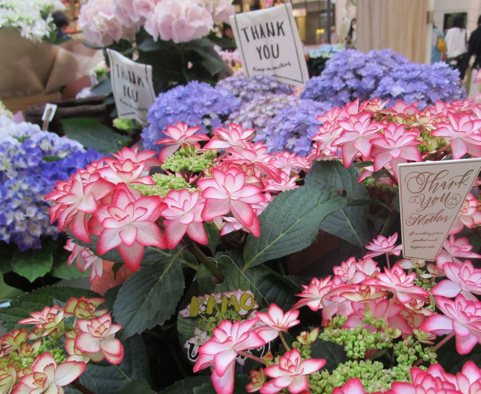 母の日フラワーマーケット【ガーデンガーデン】