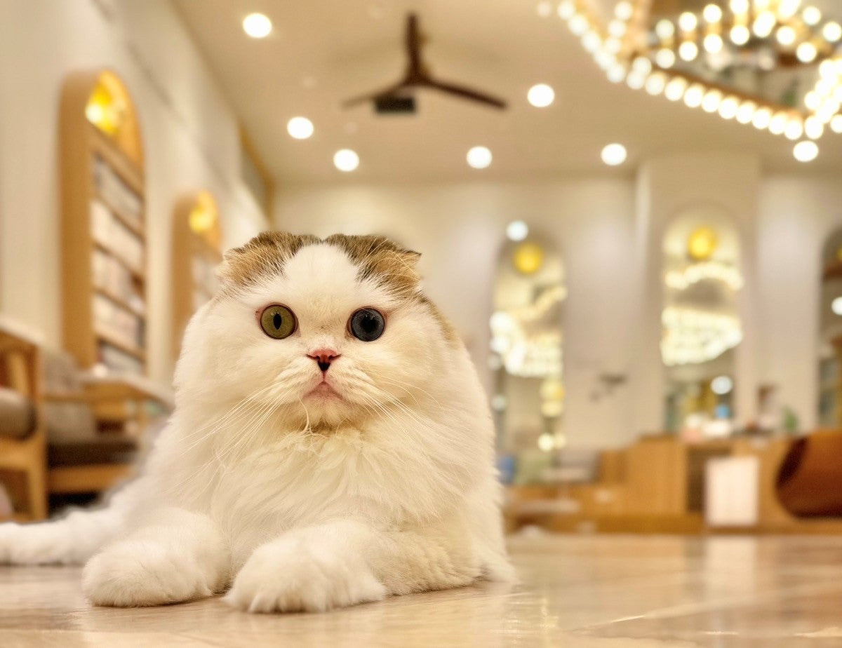 ショップ｜猫カフェMOCHA（モカ）｜イオンモール福津