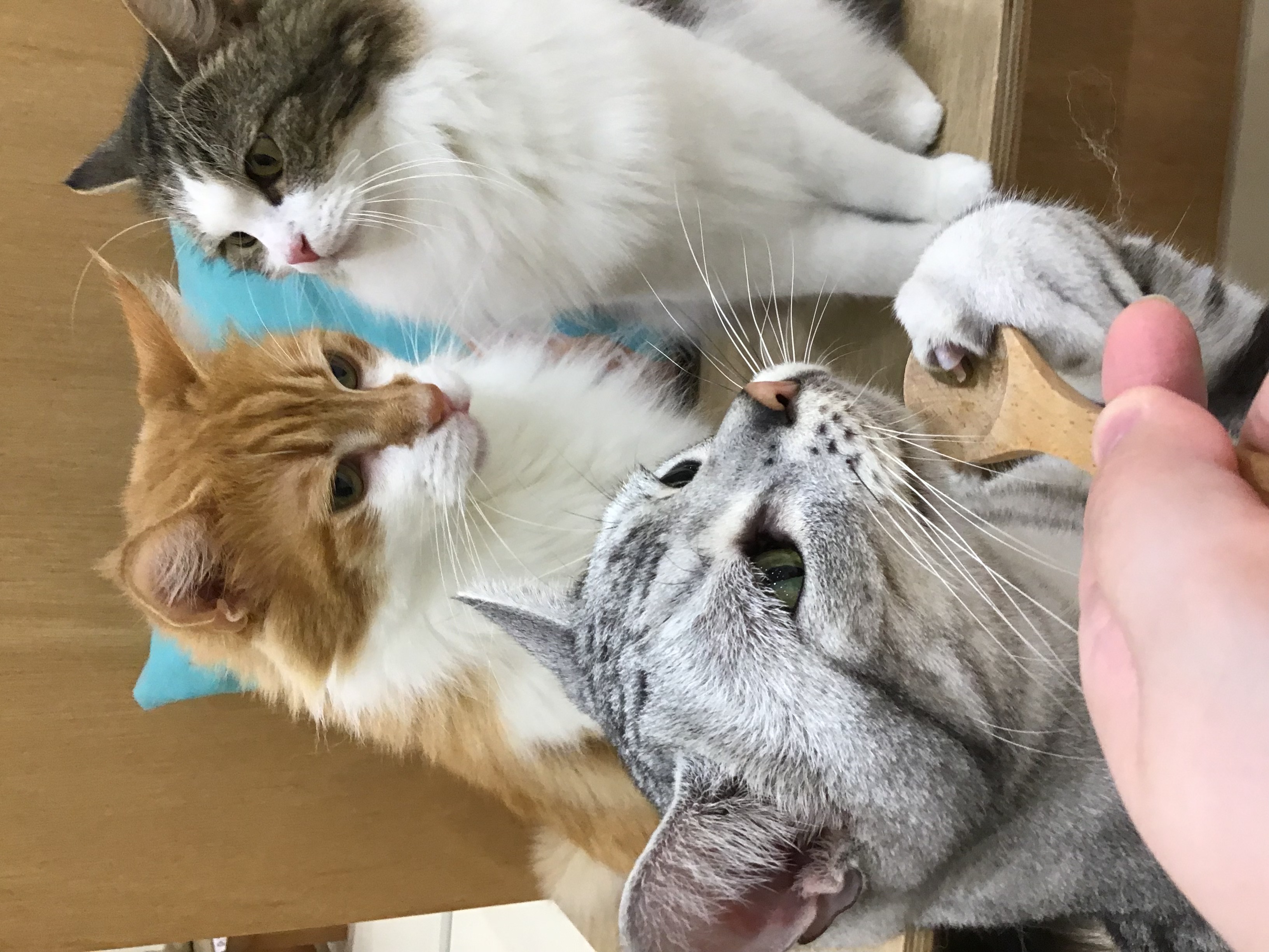 ネコちゃんのおやつ