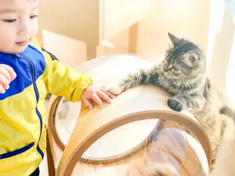 Cat Cafe MOFF