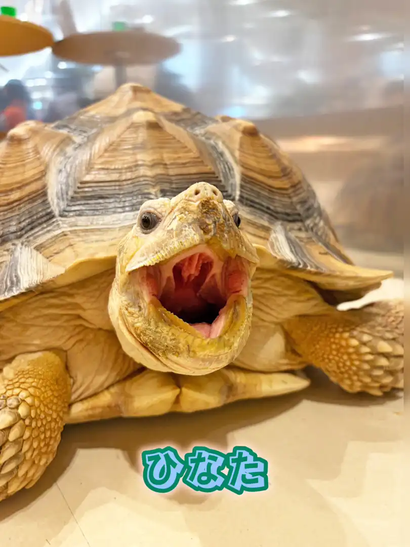MOFF animal cafe アニマルスタッフのご紹介