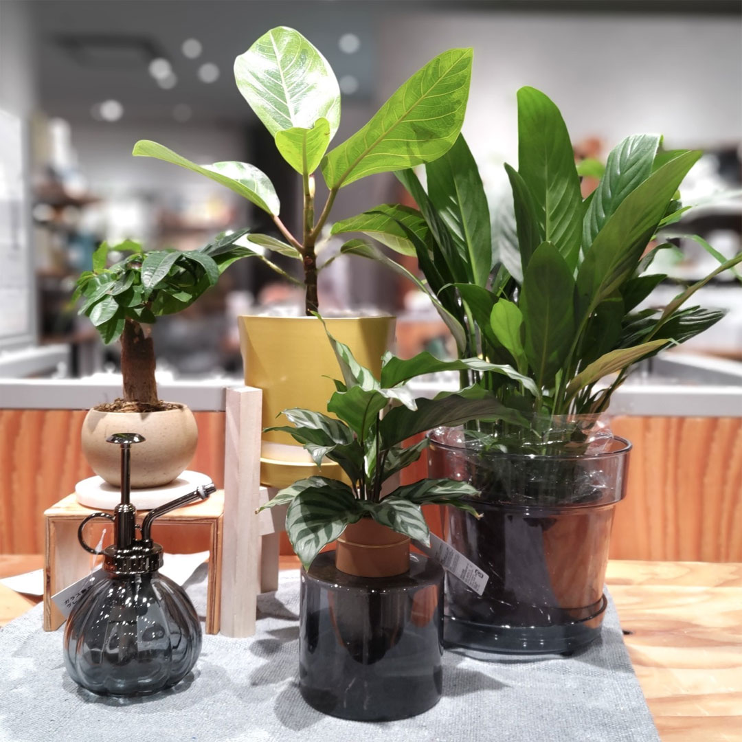 母の日特集　Standard Products③