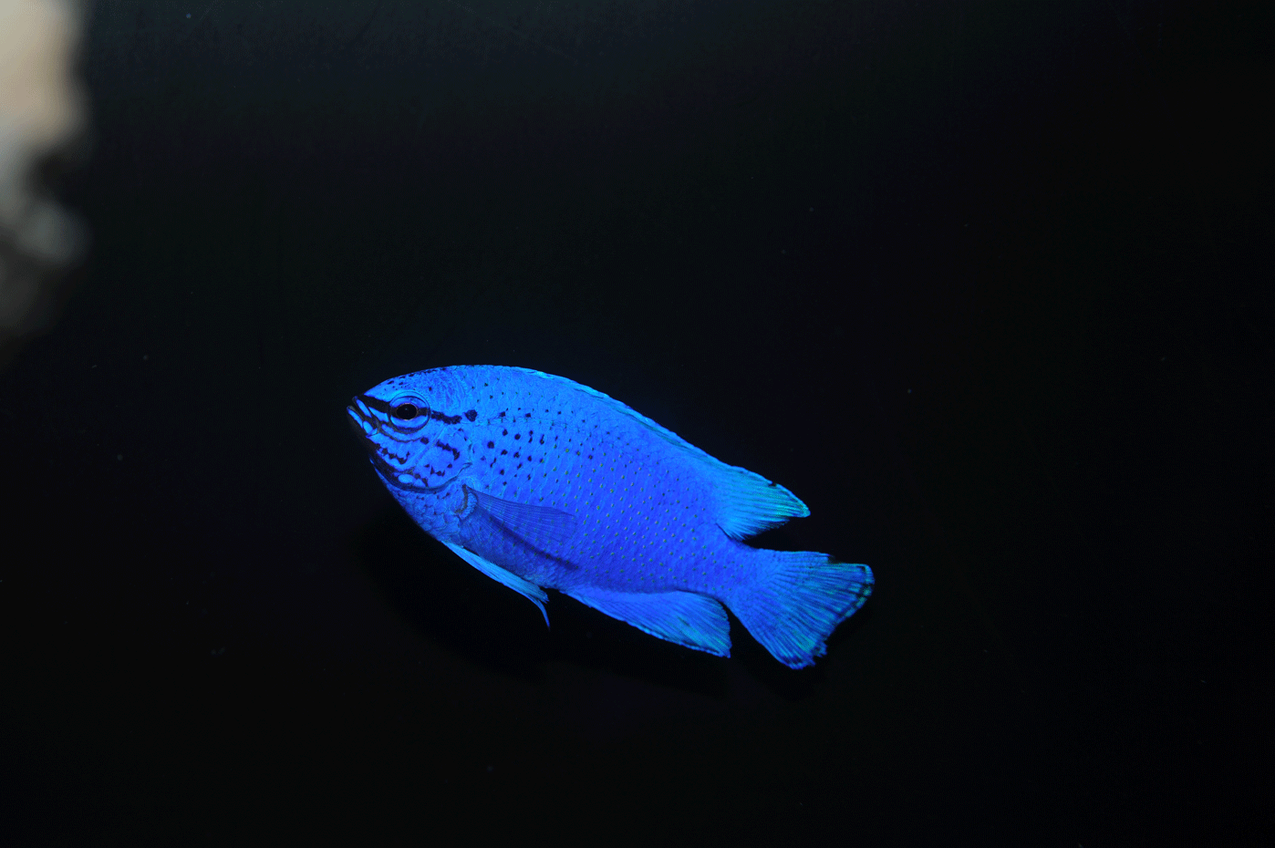 ルリスズメダイ