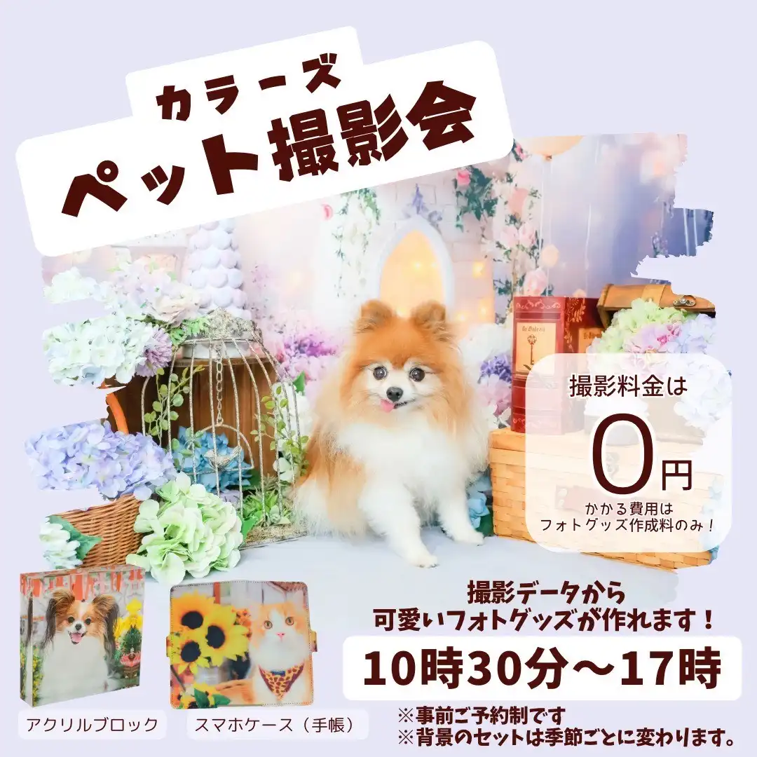 プロカメラマンによるペット撮影会