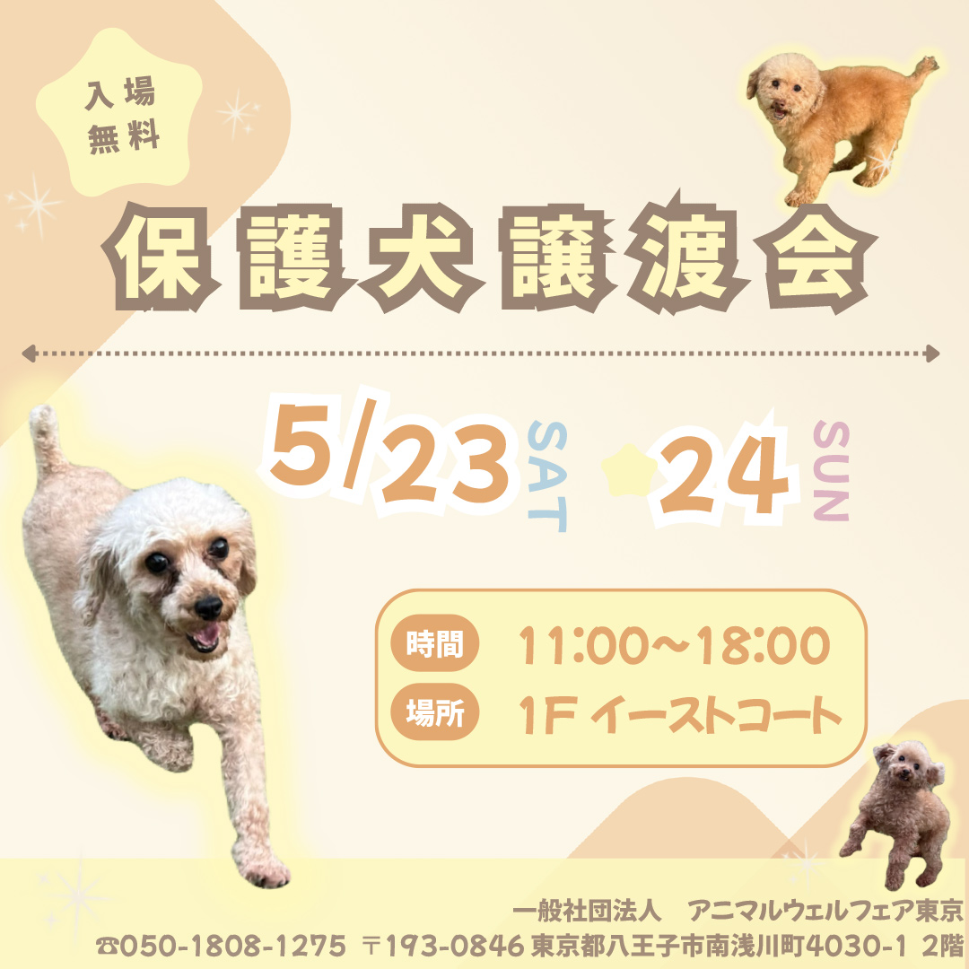 保護犬譲渡会　開催！