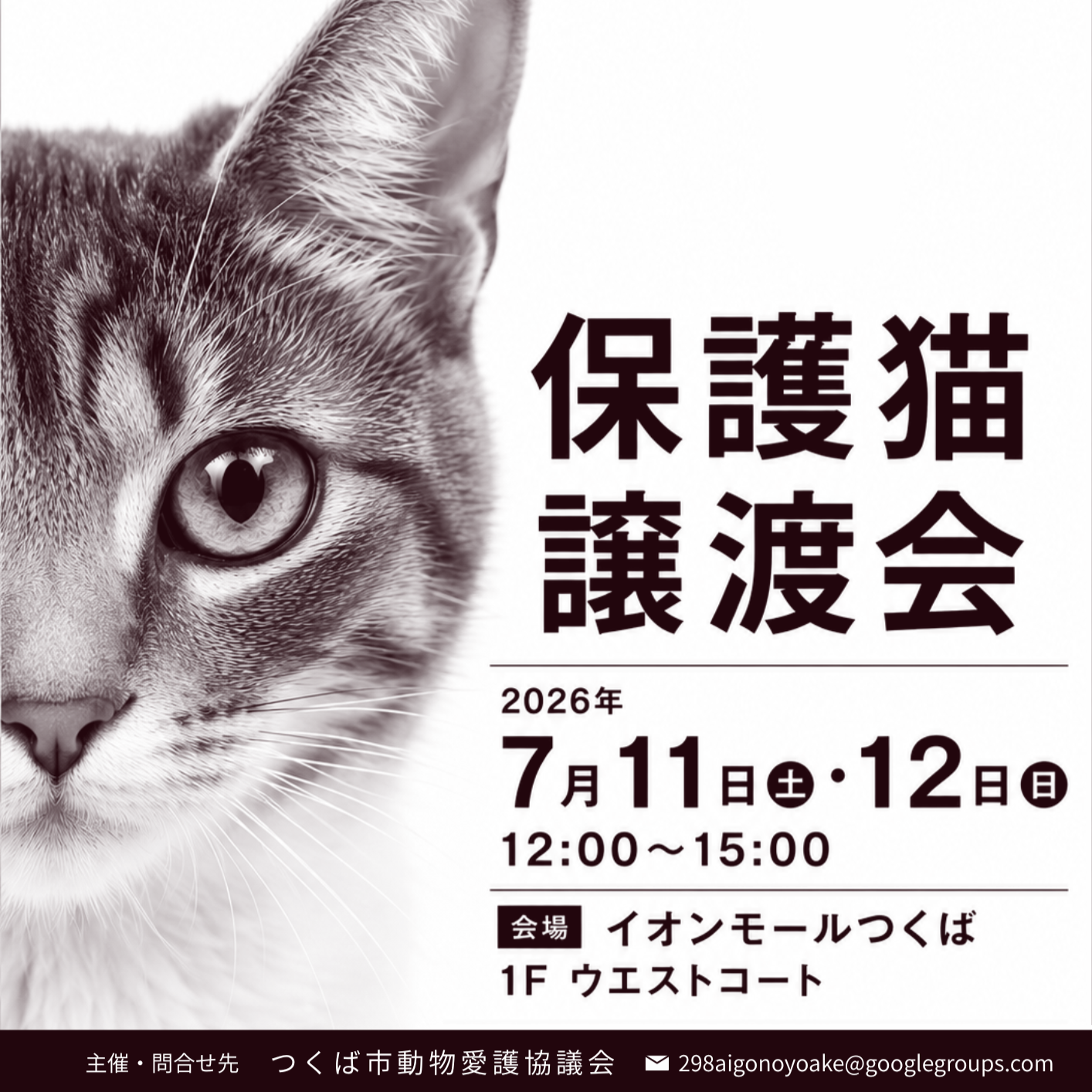 保護猫譲渡会